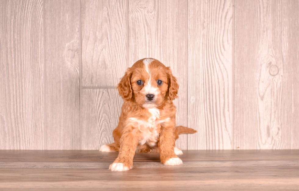 Cute Cavapoo Poodle Mix Pup