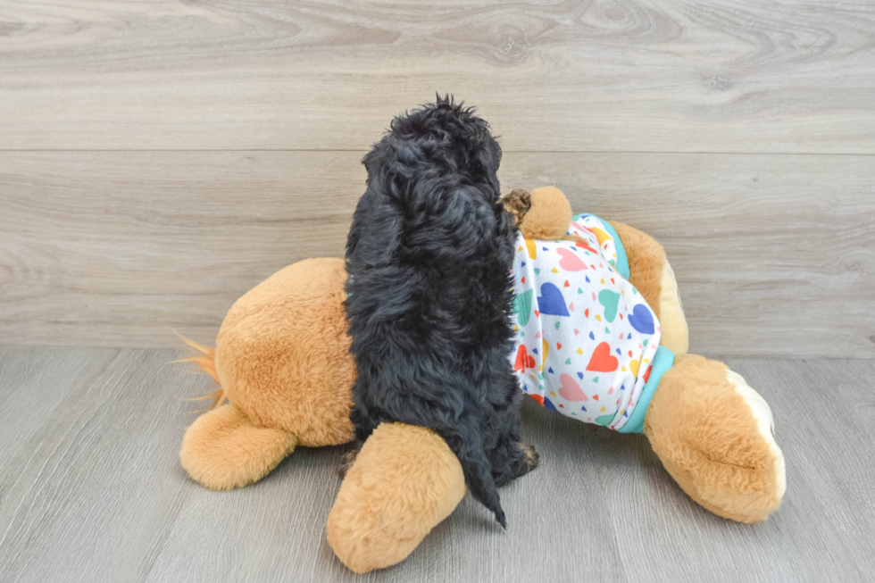 Friendly Cavapoo Baby