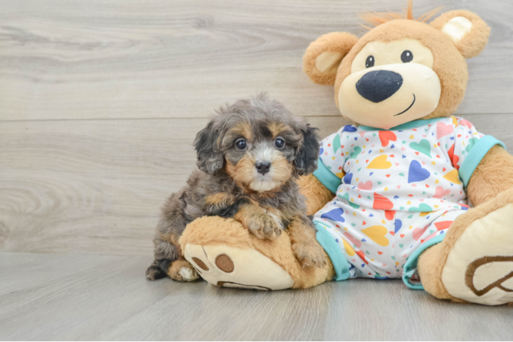 Best Cavapoo Baby