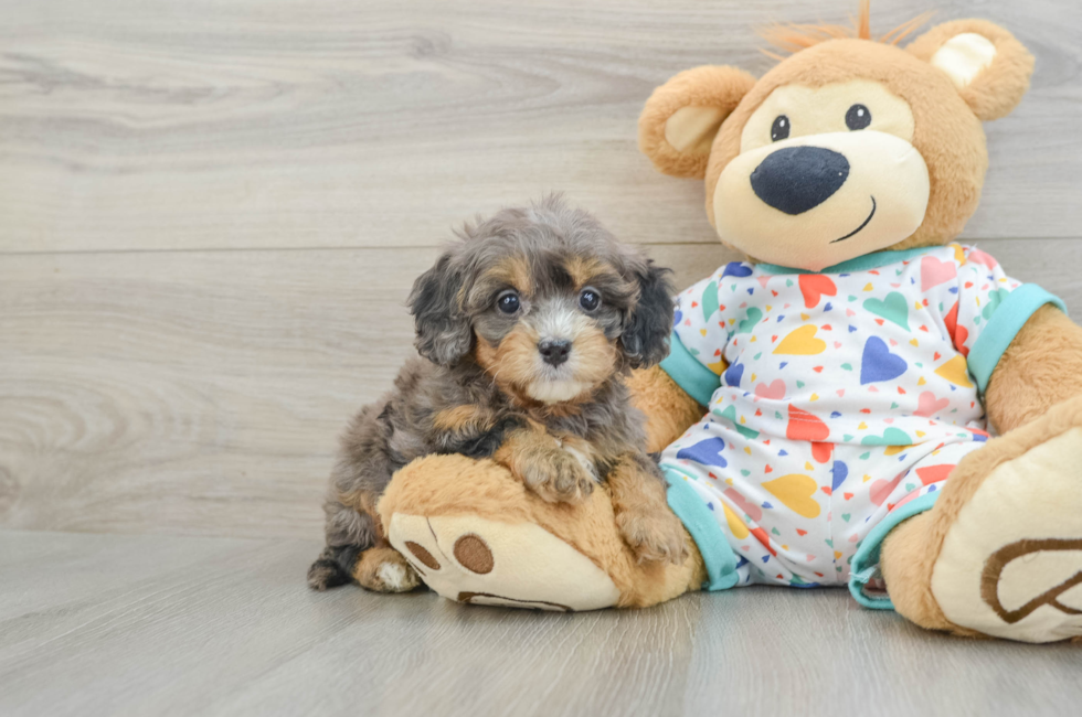 5 week old Cavapoo Puppy For Sale - Simply Southern Pups