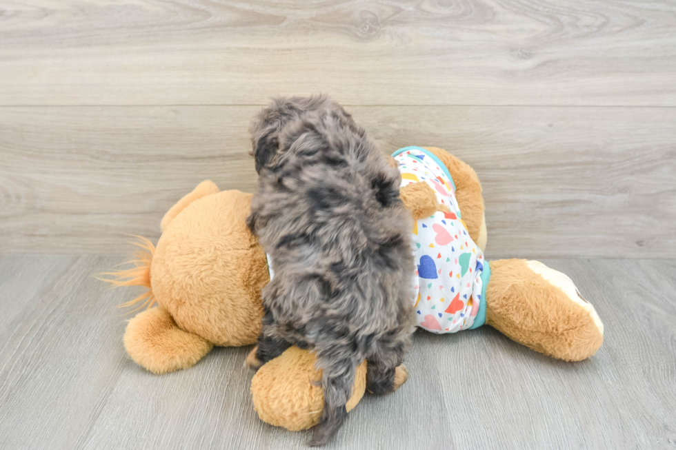 Smart Cavapoo Poodle Mix Pup