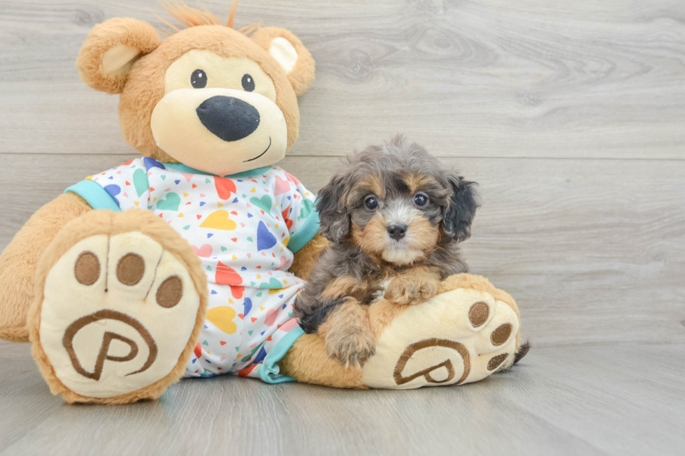 Cavapoo Puppy for Adoption