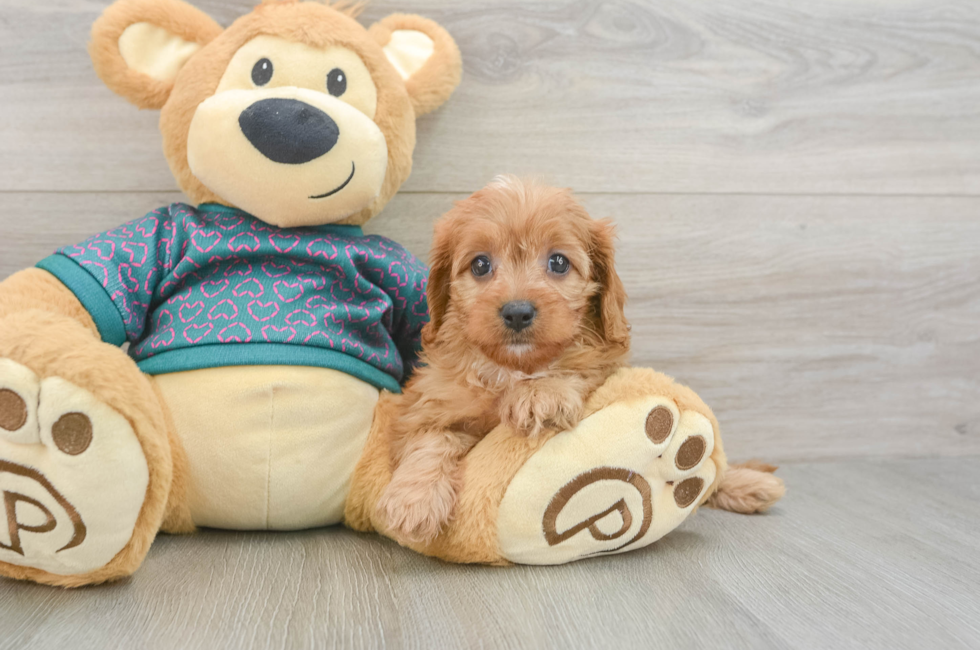 5 week old Cavapoo Puppy For Sale - Simply Southern Pups