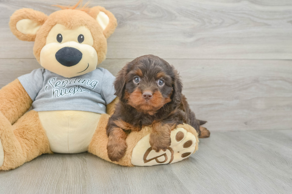 5 week old Cavapoo Puppy For Sale - Simply Southern Pups