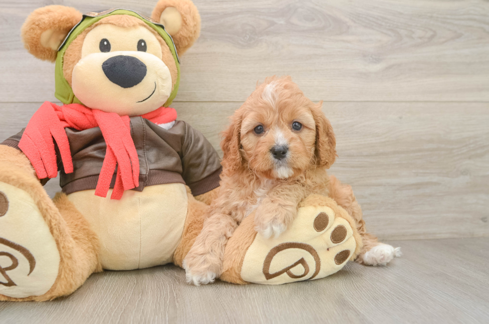 6 week old Cavapoo Puppy For Sale - Simply Southern Pups