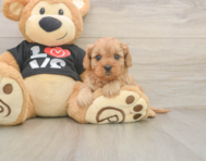 7 week old Cavapoo Puppy For Sale - Simply Southern Pups