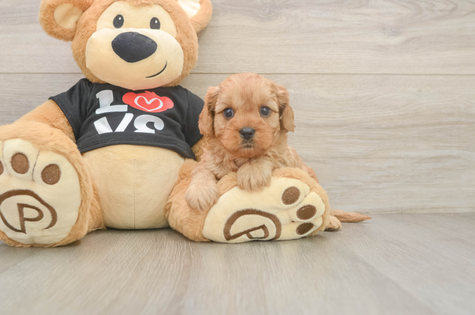 5 week old Cavapoo Puppy For Sale - Simply Southern Pups