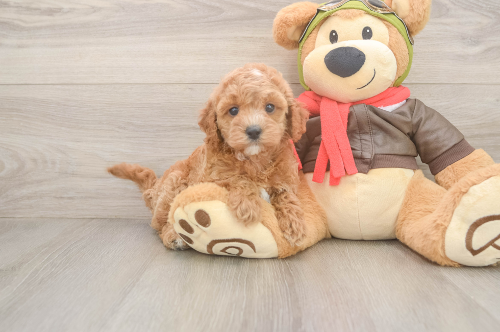 7 week old Cavapoo Puppy For Sale - Simply Southern Pups