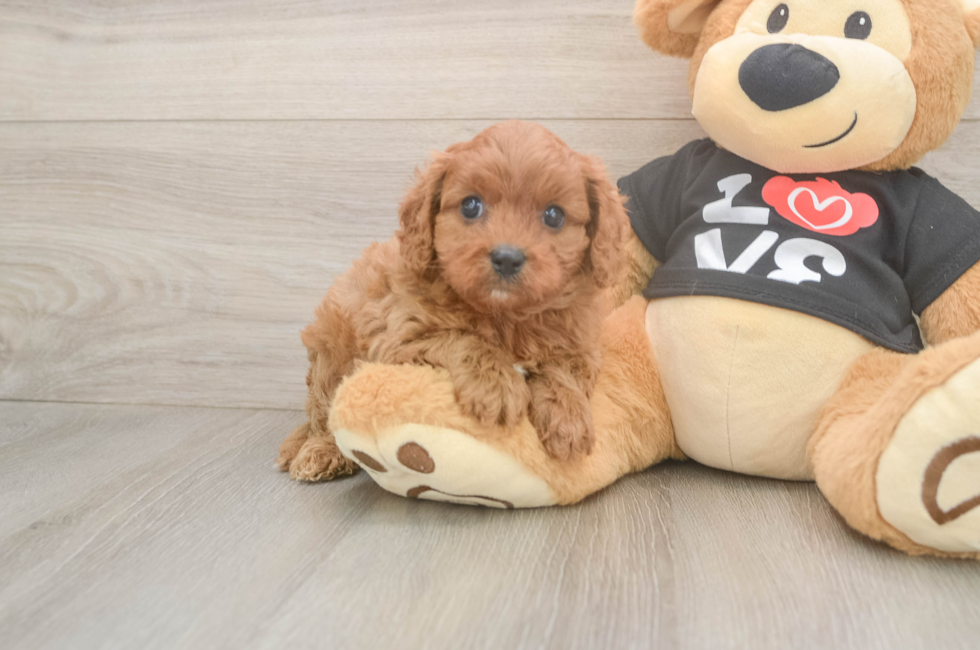 5 week old Cavapoo Puppy For Sale - Simply Southern Pups