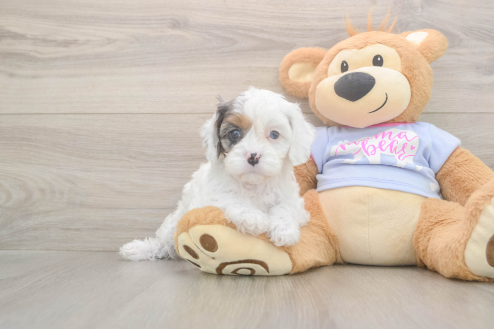 Meet Daria - our Cavapoo Puppy Photo  2/3 - Simply Southern Pups Playful Cavapoodle Poodle Mix Puppy