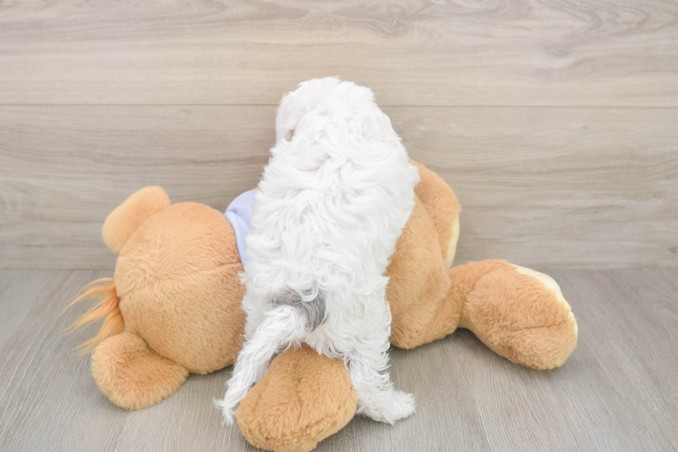 Meet Daria - our Cavapoo Puppy Photo  3/3 - Simply Southern Pups Cavapoo Pup Being Cute