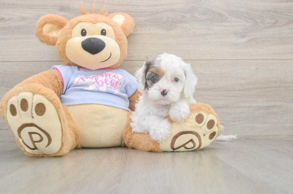 6 week old Cavapoo Puppy For Sale - Simply Southern Pups