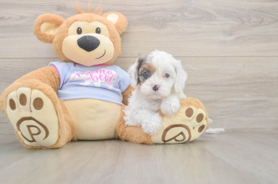 6 week old Cavapoo Puppy For Sale - Simply Southern Pups Petite Cavapoo Poodle Mix Pup