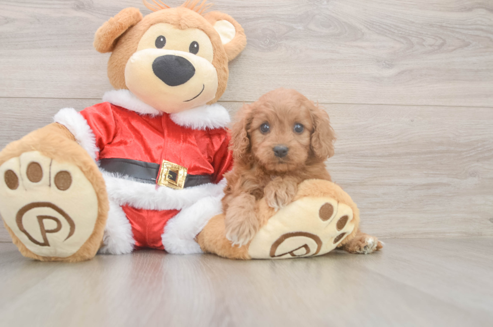5 week old Cavapoo Puppy For Sale - Simply Southern Pups
