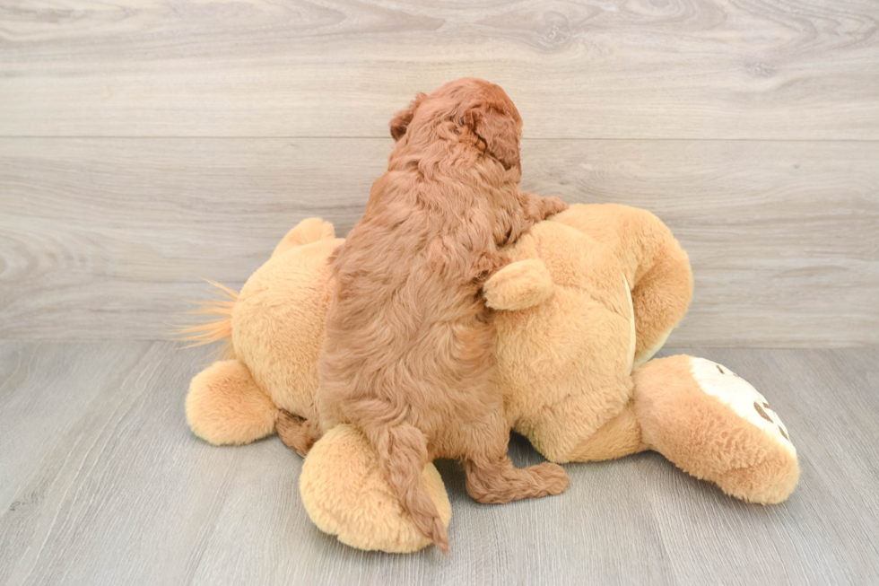 Cavapoo Puppy for Adoption