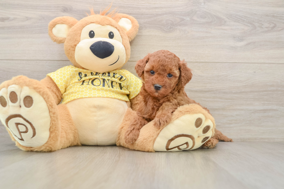 Funny Cavapoo Poodle Mix Pup