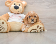 7 week old Cavapoo Puppy For Sale - Simply Southern Pups