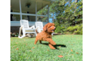 Cute Cavipoo Poodle Mix Puppy