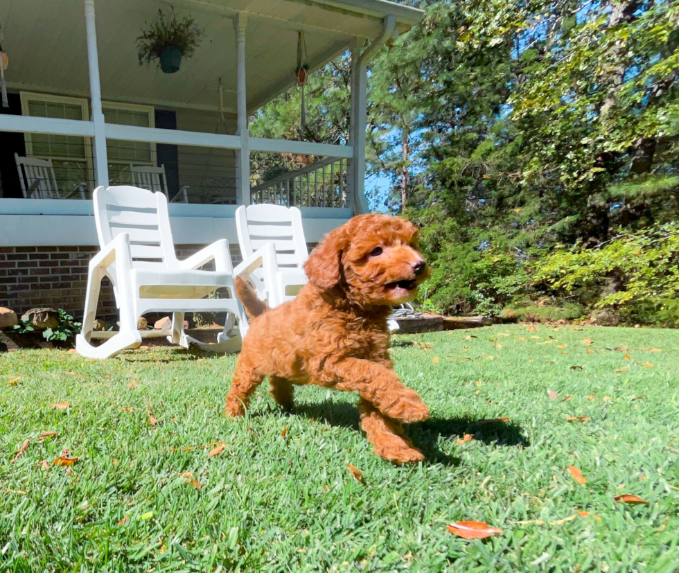 Cute Cavipoo Poodle Mix Puppy