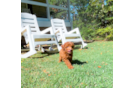 Cavapoo Pup Being Cute