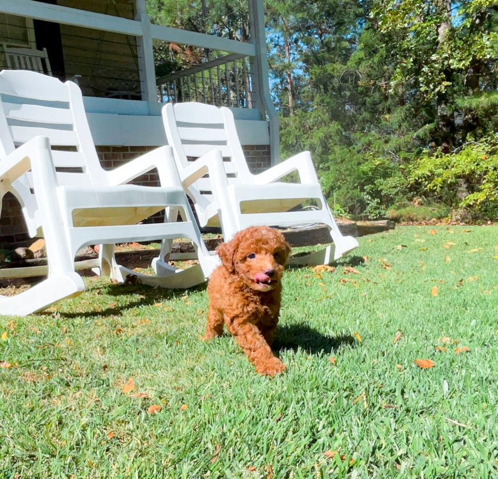 Cavapoo Pup Being Cute