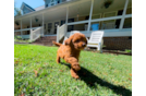 Cute Cavapoo Poodle Mix Pup