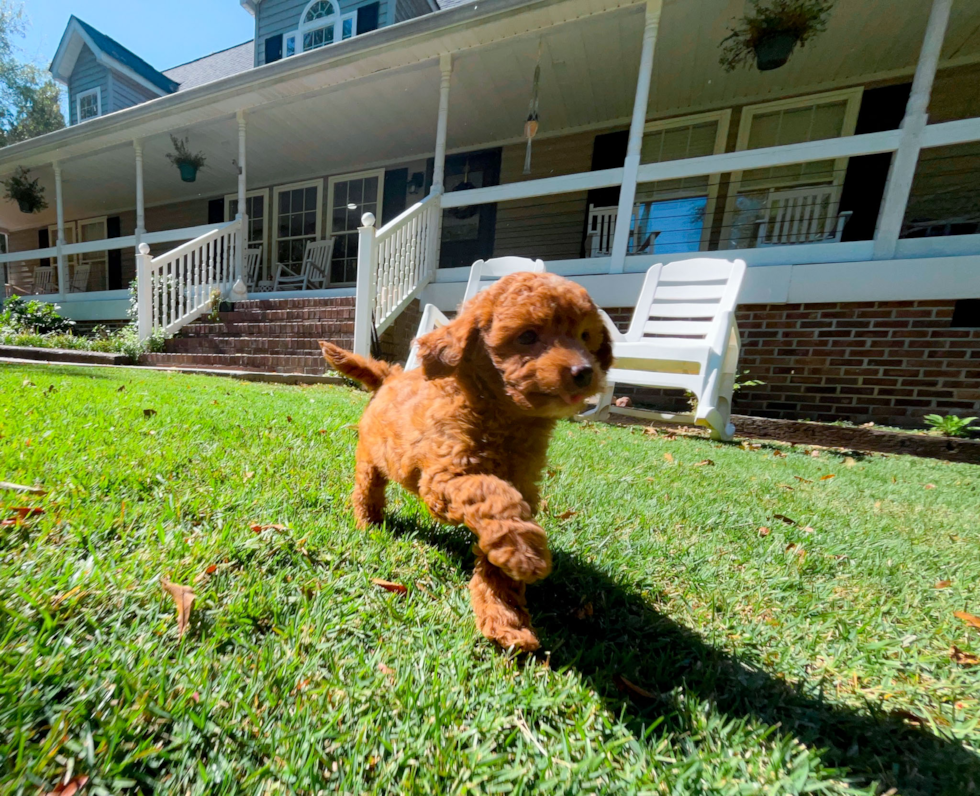 Cute Cavapoo Poodle Mix Pup