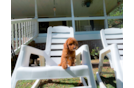 Cavapoo Puppy for Adoption