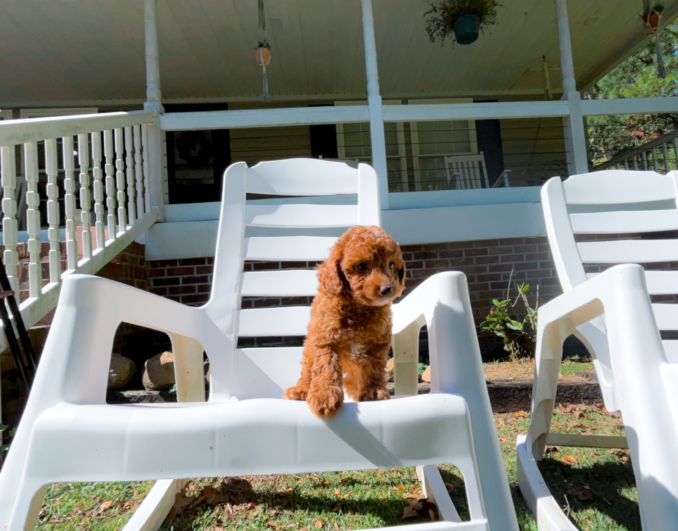 Cavapoo Puppy for Adoption