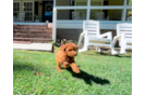 Cavapoo Pup Being Cute