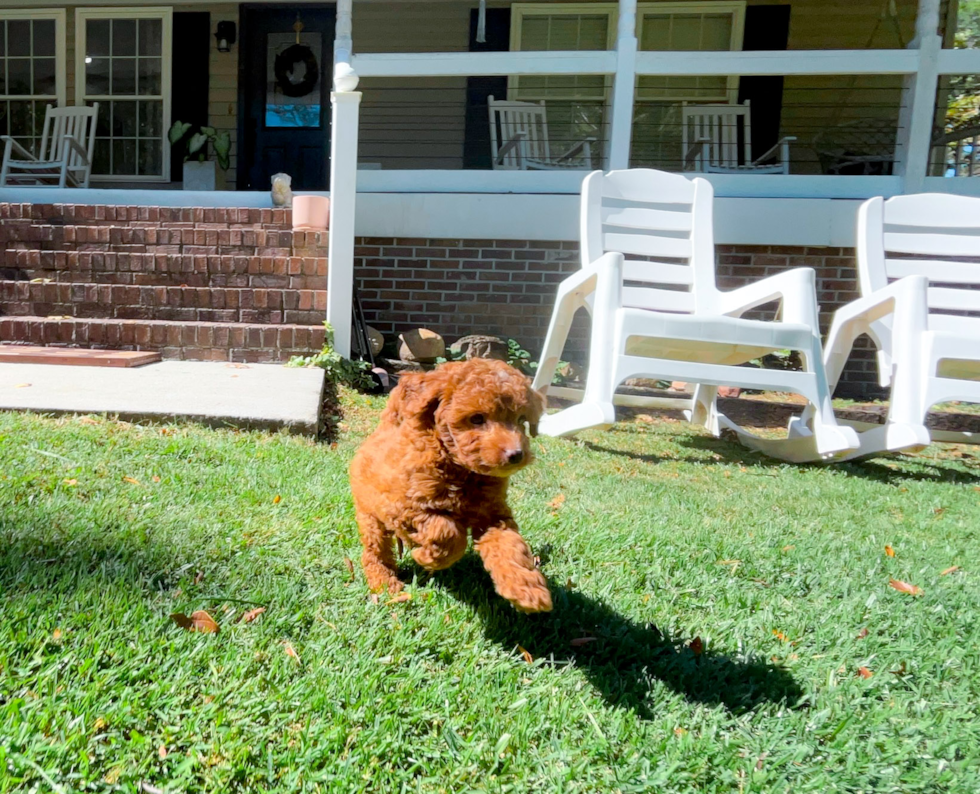 Cavapoo Pup Being Cute