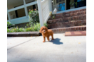 Cavapoo Puppy for Adoption