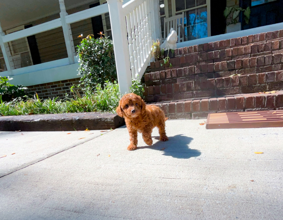 Cavapoo Puppy for Adoption