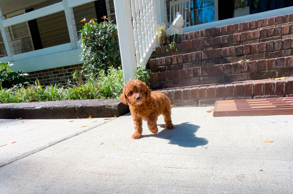 9 week old Cavapoo Puppy For Sale - Simply Southern Pups