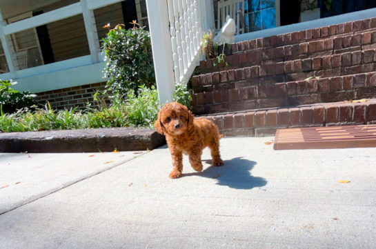 Cavapoo Puppy for Adoption