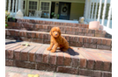 Cavapoo Pup Being Cute