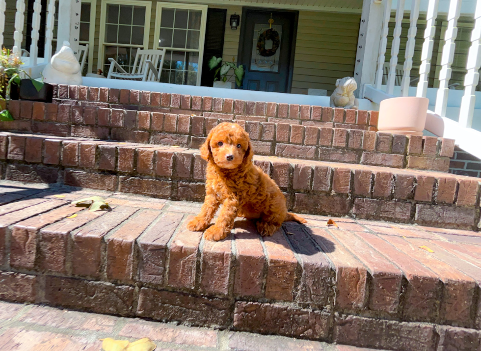 Cavapoo Pup Being Cute