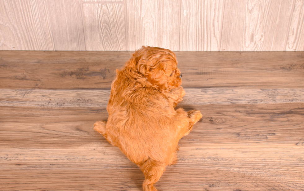 Cavapoo Puppy for Adoption