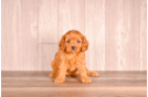 Cute Cavapoo Poodle Mix Pup