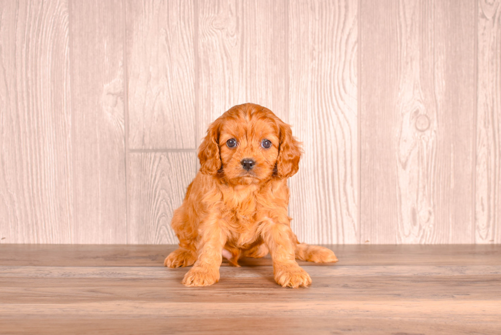 Cute Cavapoo Poodle Mix Pup