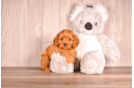 Cute Cavapoodle Poodle Mix Puppy