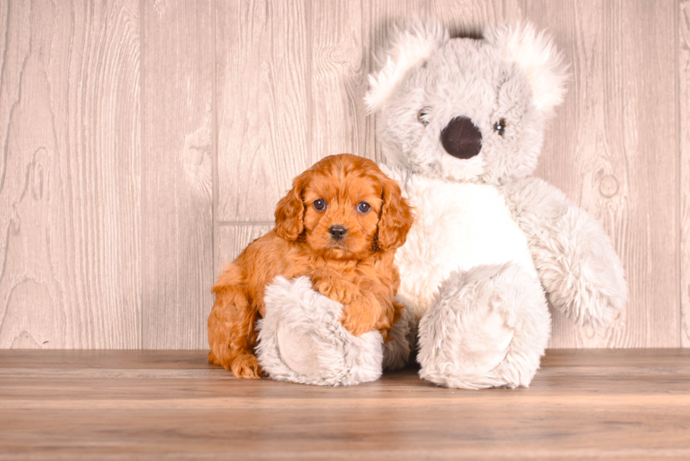 Cute Cavapoodle Poodle Mix Puppy