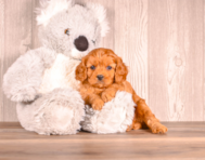 7 week old Cavapoo Puppy For Sale - Simply Southern Pups