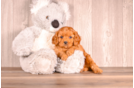 Cavapoo Puppy for Adoption