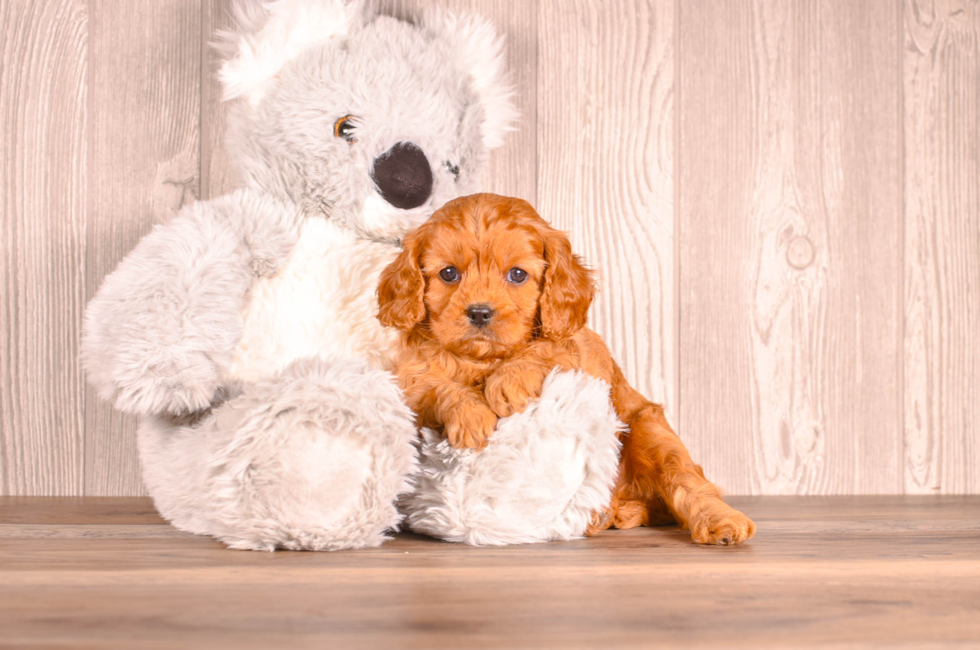 5 week old Cavapoo Puppy For Sale - Simply Southern Pups