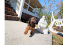 Cute Cavoodle Poodle Mix Puppy