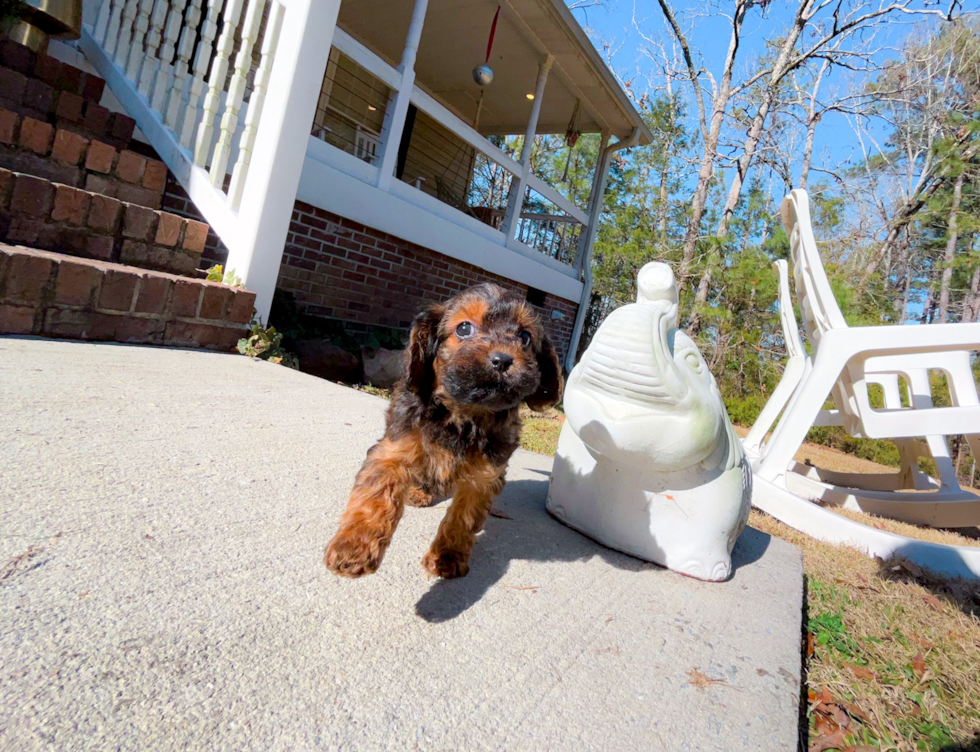 Cute Cavoodle Poodle Mix Puppy