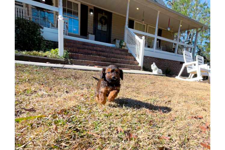 Cute Cavapoo Baby