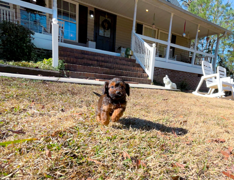 Cute Cavapoo Baby