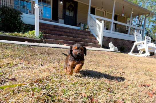 Cute Cavoodle Poodle Mix Puppy